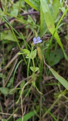 Torenia anagallis