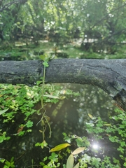 Callitriche stagnalis