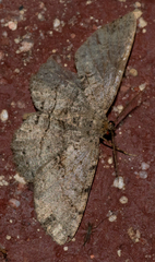 Melanolophia