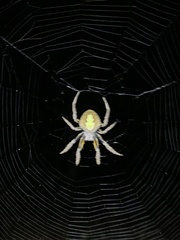 Eriophora ravilla