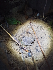 Rhinella humboldti