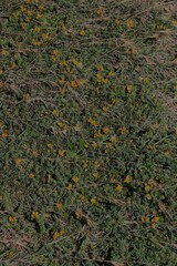 Pultenaea maritima