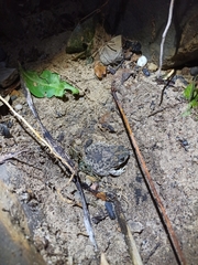 Rhinella humboldti
