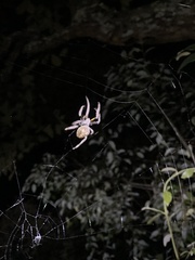 Eriophora ravilla