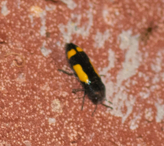 Ptosima gibbicollis
