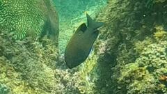 Plectroglyphidodon apicalis