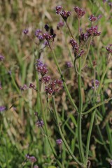 Verbena bonariensis