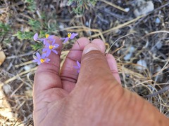 Cyanella hyacinthoides