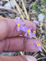 Cyanella hyacinthoides