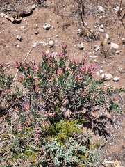 Limonium peregrinum