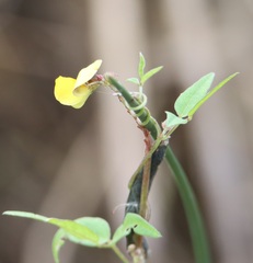 Vigna luteola