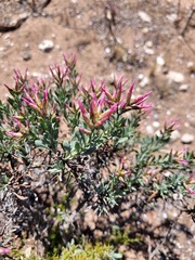 Limonium peregrinum