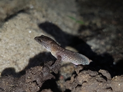 Lepidoblepharis sanctaemartae