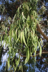 Corymbia citriodora