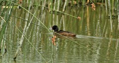 Heteronetta atricapilla