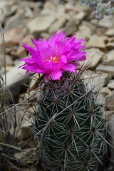 Neolloydia conoidea