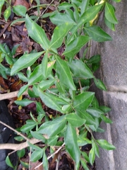 Euonymus fortunei