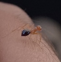 Endiodioctes