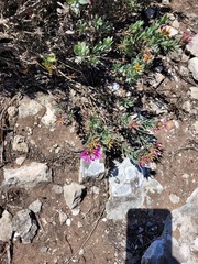 Limonium peregrinum