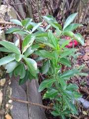 Euonymus fortunei