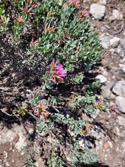 Limonium peregrinum
