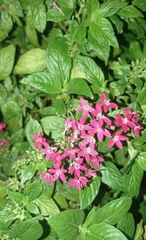 Pentas