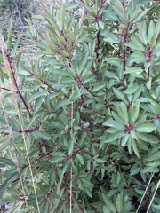 Arbutus arizonica
