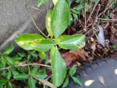 Euonymus fortunei