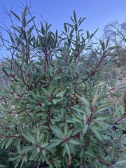 Arbutus arizonica