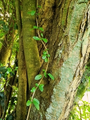 Muehlenbeckia hastulata