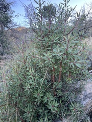 Arbutus arizonica