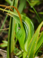Pterostylis cardiostigma