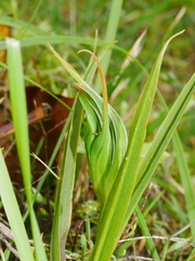 Pterostylis cardiostigma