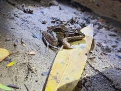 Leptodactylus insularum