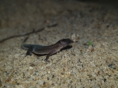 Lepidoblepharis sanctaemartae