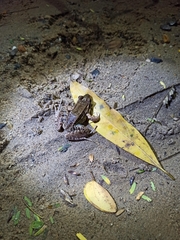 Leptodactylus insularum