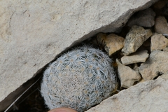 Mammillaria lasiacantha