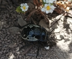 Gyriosomus marmoratus