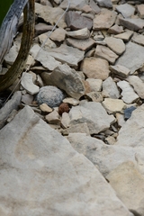 Mammillaria lasiacantha