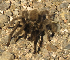 Aphonopelma