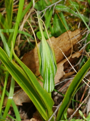 Pterostylis cardiostigma