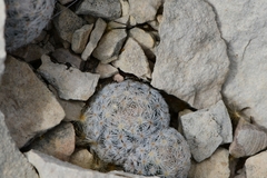 Mammillaria lasiacantha