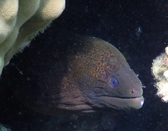 Gymnothorax javanicus