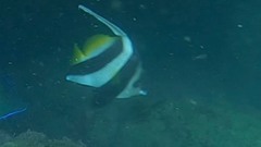 Heniochus acuminatus