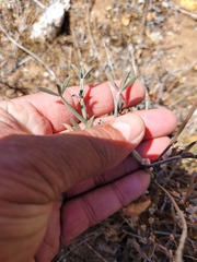 Indigofera sp-aff-platypoda