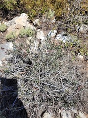 Indigofera sp-aff-platypoda