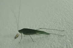 Anaulacomerina