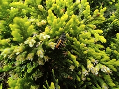 Harmonia axyridis