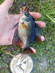 Centrarchus macropterus