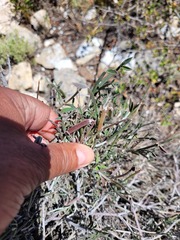 Indigofera sp-aff-platypoda